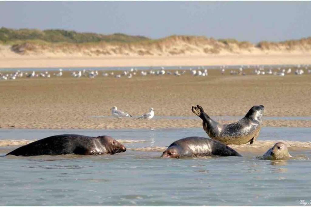Escapade Berckoise, Berck Plage المظهر الخارجي الصورة